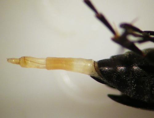 Réf. 255 697 : Anaspis frontalis